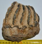 Mammuthus primigenius részleges fog (1123 gramm)