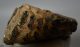 Mammuthus primigenius részleges fog (1123 gramm)