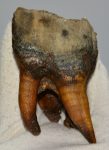 Woolly Rhino upper tooth Coelodonta antiquitatis
