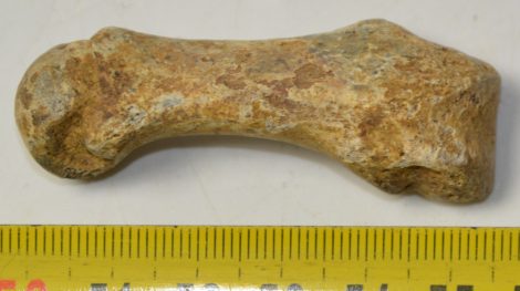 Ursus spelaeus metapodium csont (57,8 mm) Ursus spelaeus metapodium csont (57,8 mm)
