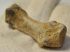 Ursus spelaeus metapodium csont (57,8 mm) Ursus spelaeus metapodium csont (57,8 mm)