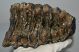 Mammuthus meridionalis részleges fog (3251 gramm)