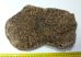 Mammuthus primigenius részleges tibia csont (880 gramm)