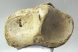 Mammuthus primigenius partial tibia bone (880 grams)