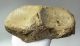 Mammuthus primigenius partial tibia bone (880 grams) SOLD (LL B) 08