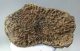 Mammuthus primigenius részleges tibia csont (880 gramm) ELFOGYOTT (LL B) 08
