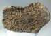 Mammuthus primigenius részleges tibia csont (880 gramm)