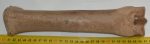 Equus sp. metatarsus bone (Horse)