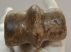 Equus sp. metatarsus bone (Horse) Equus sp. metatarsus bone (Horse)