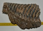 Mammuthus primigenius tooth (2920 grams)