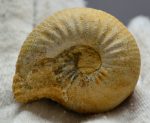 Condroceras ammonitesz Franciaországból