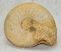 Condroceras ammonitesz Franciaországból
