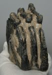 Mammuthus meridionalis partial tooth (1153 grams)