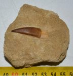    Pleisosaurus mauritanicus ( Zarafasaura oceanis ) tooth in rock (127 grams)