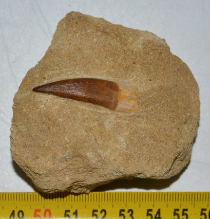  Pleisosaurus mauritanicus ( Zarafasaura oceanis ) tooth in rock (127 grams)