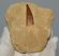  Pleisosaurus mauritanicus ( Zarafasaura oceanis ) tooth in rock (127 grams)