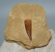  Pleisosaurus mauritanicus ( Zarafasaura oceanis ) tooth in rock (127 grams)