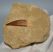  Pleisosaurus mauritanicus ( Zarafasaura oceanis ) tooth in rock (127 grams)