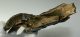 Mammuthus primigenius részleges agyar (332 mm)  ELFOGYOTT (LL B) 10