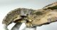 Mammuthus primigenius részleges agyar (332 mm)  ELFOGYOTT (LL B) 10