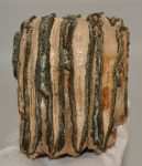 Mammuthus sp. részleges mamut fog (1354 gramm)