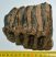 Mammuthus cf. meridionalis részleges fog (1106 gramm)