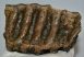 Mammuthus cf. meridionalis részleges fog (1106 gramm)