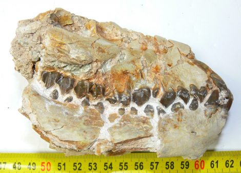 Oreodont partial skull from Wyoming (566 grams)