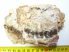 Oreodont részleges koponya kövület (566 gramm)