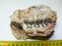 Oreodont részleges koponya kövület (566 gramm)