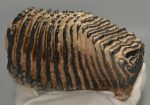 Mammuthus primigenius részleges fog  (1300 gramm)