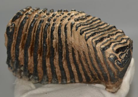Mammuthus primigenius részleges fog  (1300 gramm)