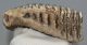 Mammuthus primigenius részleges fog  (1300 gramm)