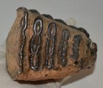 Mammuthus meridionalis részleges felső fog (1246 gramm)