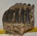Mammuthus meridionalis partial upper tooth (1246 grams)