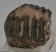 Mammuthus meridionalis partial upper tooth (1246 grams)
