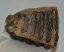 Mammuthus meridionalis partial upper tooth (1246 grams)