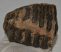 Mammuthus meridionalis partial upper tooth (1246 grams)