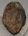 Mammuthus meridionalis partial upper tooth (1246 grams)