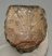 Mammuthus meridionalis partial upper tooth (1246 grams)
