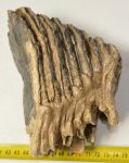   Mammuthus primigenius részleges fog (1396 gramm) ELFOGYOTT (E) 05