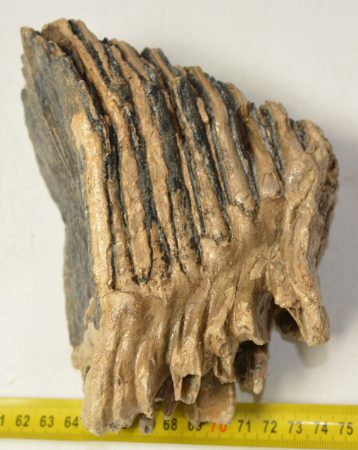Mammuthus primigenius részleges fog (1396 gramm) ELFOGYOTT (E) 05