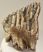 Mammuthus primigenius részleges fog (1396 gramm) ELFOGYOTT (E) 05