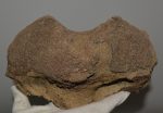 Mammuthus meridionalis részleges axis csigolya