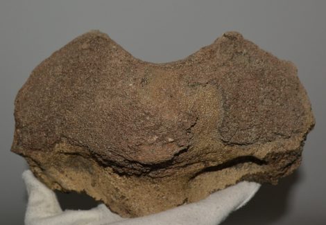 Mammuthus meridionalis részleges axis csigolya
