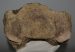Mammuthus meridionalis részleges axis csigolya