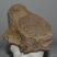 Mammuthus meridionalis részleges axis csigolya