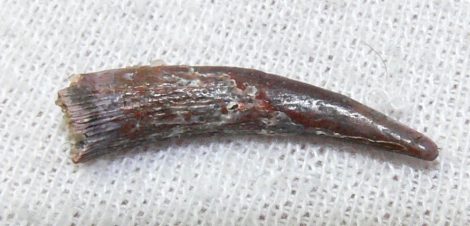 Siroccopteryx moroccensis tooth from Morocco (25 mm)