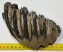 Mammuthus meridionalis tooth (887 grams) Southern Mammoth