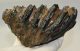 Mammuthus meridionalis tooth (887 grams) Southern Mammoth